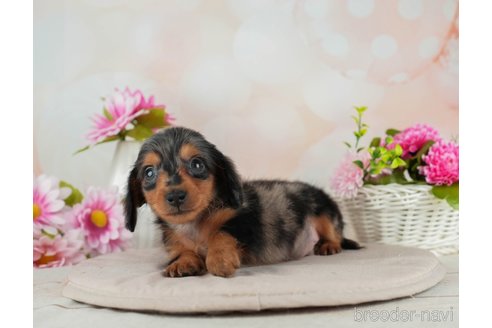 成約済の千葉県のカニンヘンダックスフンド(ロングヘアード)-314034の2枚目