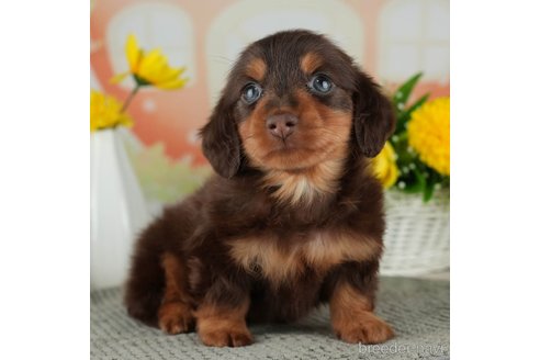 成約済の千葉県のミニチュアダックスフンド(ロングヘアード)-314038の4枚目