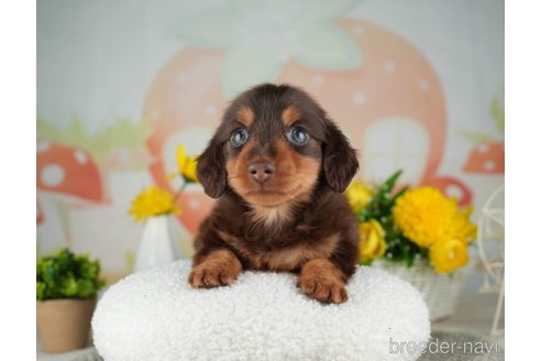 成約済の千葉県のミニチュアダックスフンド(ロングヘアード)-314038の5枚目