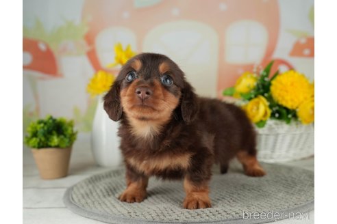 成約済の千葉県のミニチュアダックスフンド(ロングヘアード)-314038の2枚目