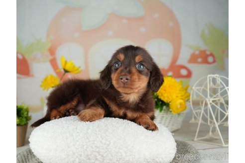 成約済の千葉県のミニチュアダックスフンド(ロングヘアード)-314038の3枚目