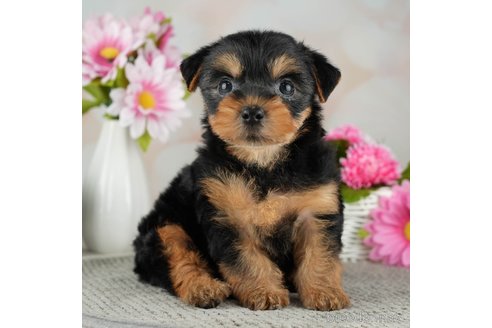 成約済の千葉県のヨークシャーテリア-314039の3枚目
