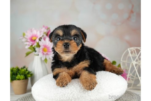 成約済の千葉県のヨークシャーテリア-314039の4枚目