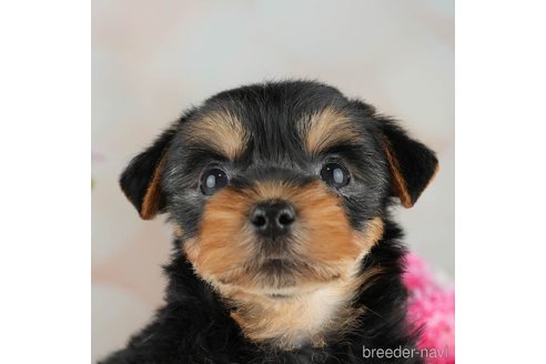 成約済の千葉県のヨークシャーテリア-314039