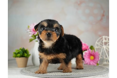 成約済の千葉県のヨークシャーテリア-314039の5枚目