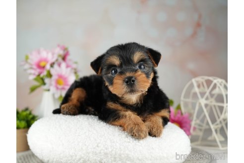 成約済の千葉県のヨークシャーテリア-314039の2枚目
