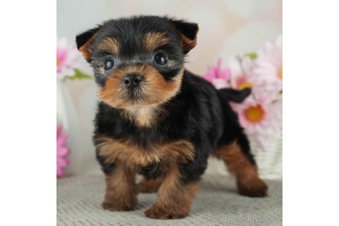 成約済の千葉県のヨークシャーテリア-314040の3枚目