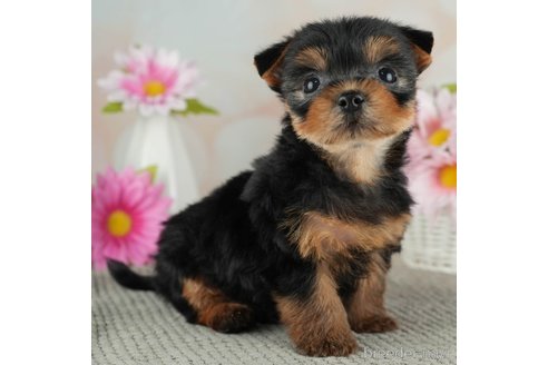 成約済の千葉県のヨークシャーテリア-314040の4枚目