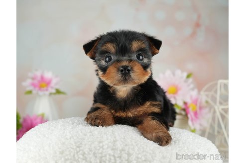 成約済の千葉県のヨークシャーテリア-314040