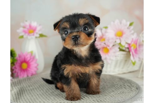 成約済の千葉県のヨークシャーテリア-314040の5枚目