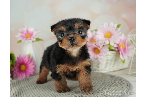 成約済の千葉県のヨークシャーテリア-314040の2枚目