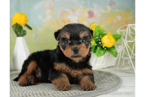 成約済の千葉県のヨークシャーテリア-314041の5枚目