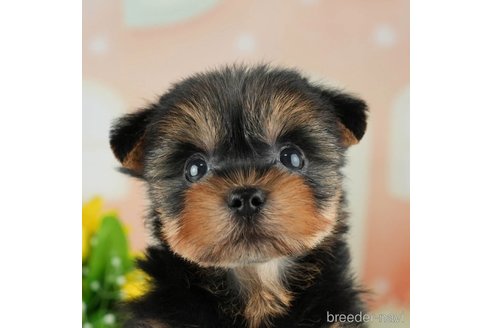 成約済の千葉県のヨークシャーテリア-314042の1枚目