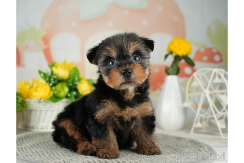 成約済の千葉県のヨークシャーテリア-314042の3枚目