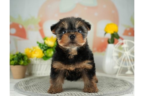 成約済の千葉県のヨークシャーテリア-314042の5枚目