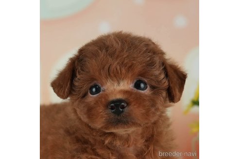 成約済の千葉県のタイニープードル-314045の1枚目