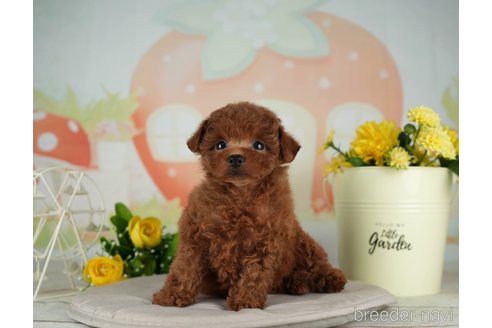 成約済の千葉県のタイニープードル-314045の6枚目