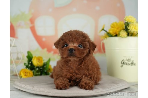 成約済の千葉県のタイニープードル-314045の8枚目