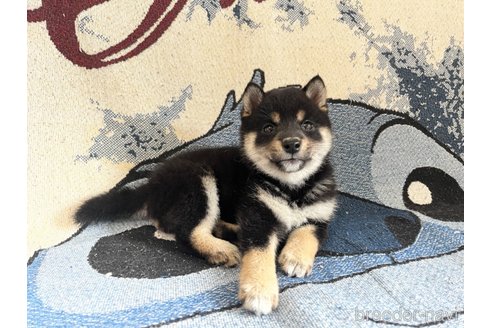 成約済の大阪府の豆柴-314054の2枚目