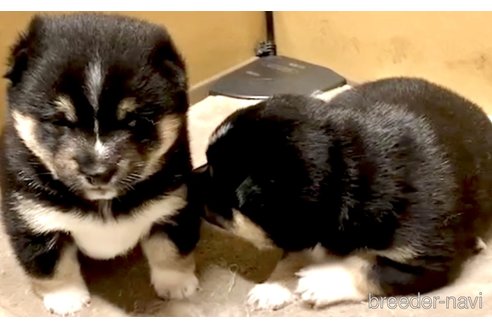 成約済の奈良県の豆柴-314066の16枚目