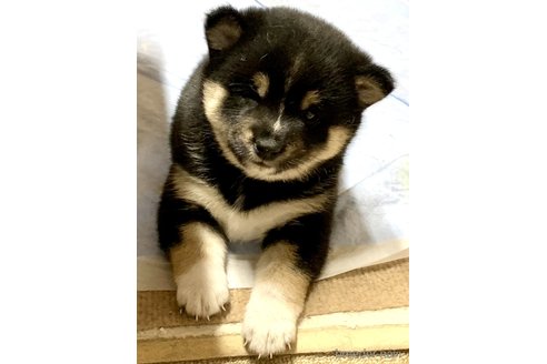 成約済の奈良県の豆柴-314066の12枚目