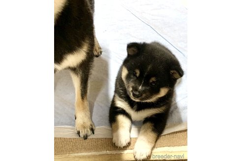成約済の奈良県の豆柴-314066の11枚目