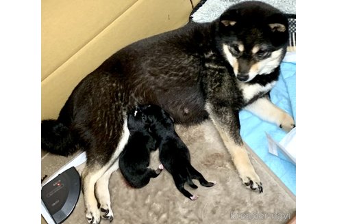 成約済の奈良県の豆柴-314066の10枚目