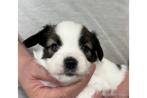 成約済の埼玉県のパピヨン-314072の21枚目