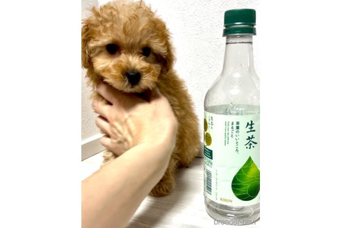 成約済の奈良県のタイニープードル-312871の8枚目