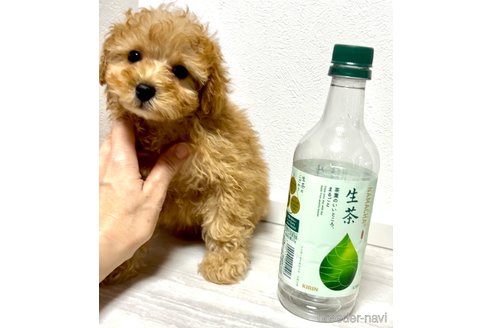 成約済の奈良県のタイニープードル-312871の9枚目