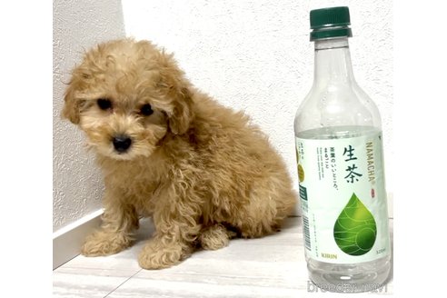 成約済の奈良県のタイニープードル-312871の1枚目