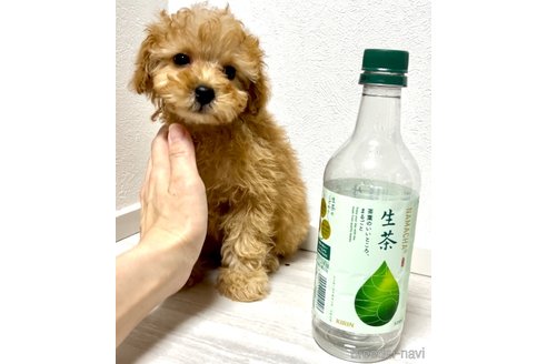 成約済の奈良県のタイニープードル-312871の4枚目