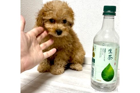 成約済の奈良県のタイニープードル-312871の6枚目
