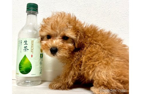 成約済の奈良県のタイニープードル-312871の2枚目