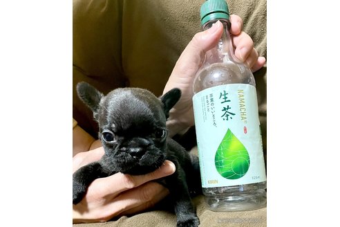 成約済の奈良県のフレンチブルドッグ-314099の11枚目