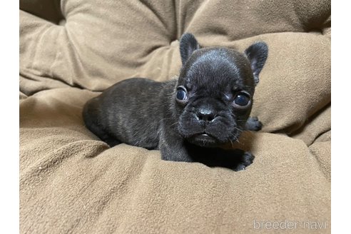 成約済の奈良県のフレンチブルドッグ-314099の12枚目