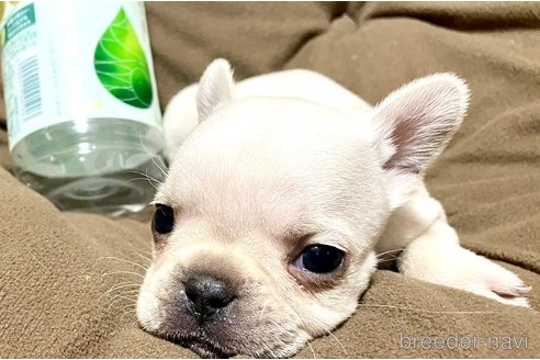 成約済の奈良県のフレンチブルドッグ-309852の4枚目