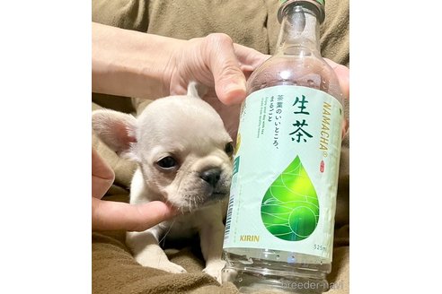 成約済の奈良県のフレンチブルドッグ-309852の5枚目