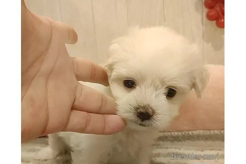 成約済の愛知県のマルチーズ-312570の5枚目