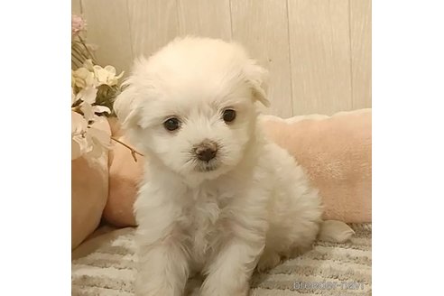 成約済の愛知県のマルチーズ-312570の3枚目
