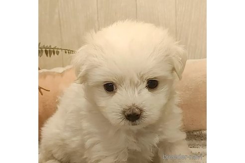 成約済の愛知県のマルチーズ-312570の2枚目