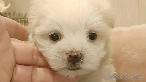 成約済の愛知県のマルチーズ-312569の1枚目