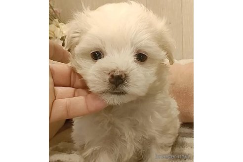 成約済の愛知県のマルチーズ-312569の4枚目