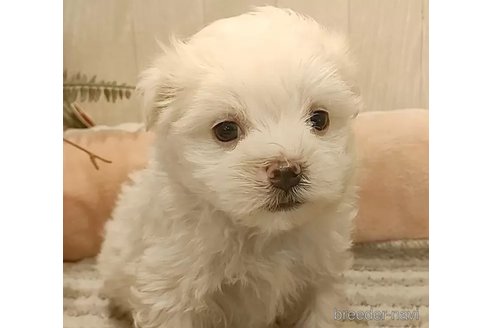 成約済の愛知県のマルチーズ-312569の3枚目