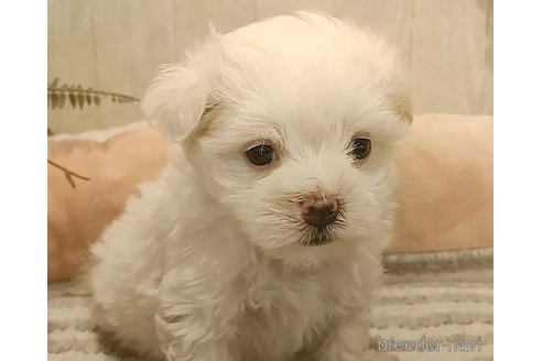 成約済の愛知県のマルチーズ-312569の2枚目
