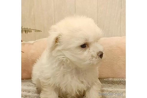 成約済の愛知県のマルチーズ-314105の5枚目