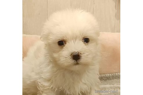 成約済の愛知県のマルチーズ-314105の4枚目