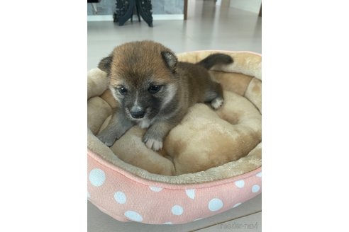 成約済の茨城県の豆柴-314119の9枚目