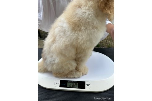 成約済の千葉県のスタンダードプードル-307012の9枚目