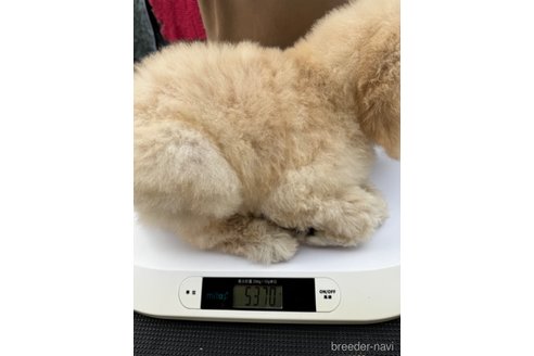 成約済の千葉県のスタンダードプードル-307019の4枚目